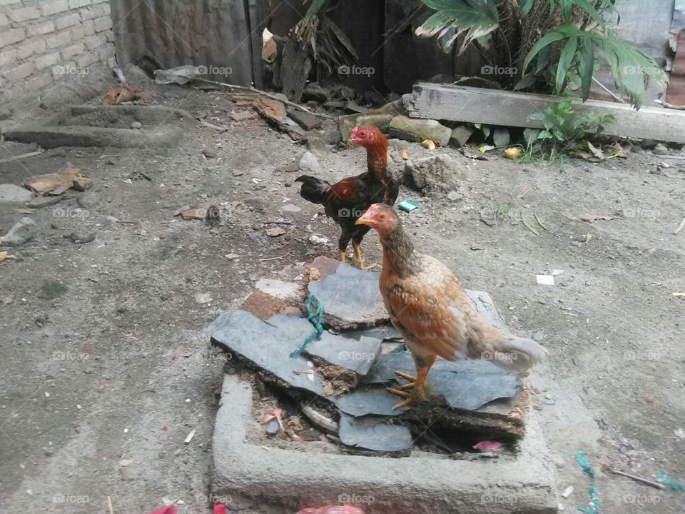 Chicken Sumatra