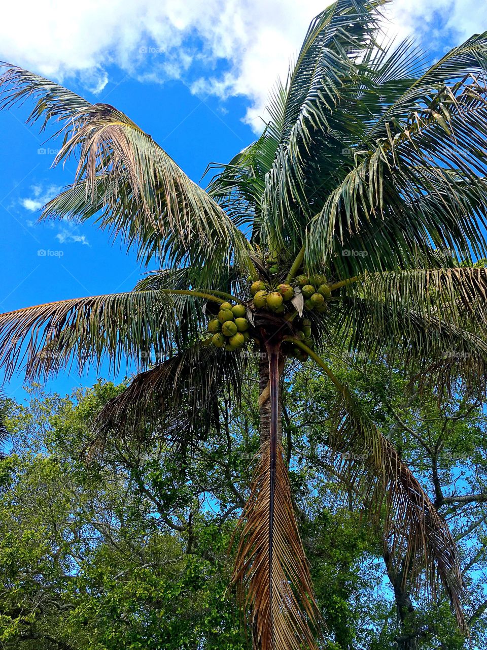 Coconut palm