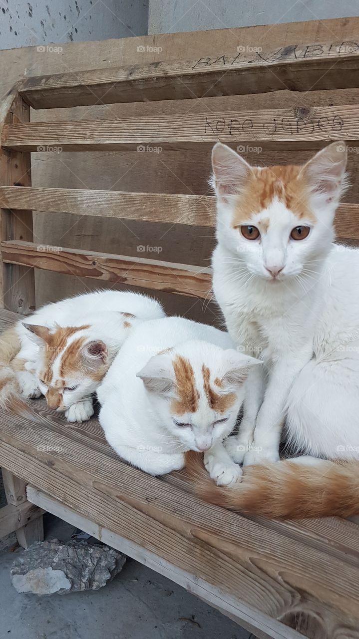 Three Kitten in  a wooden Bench.