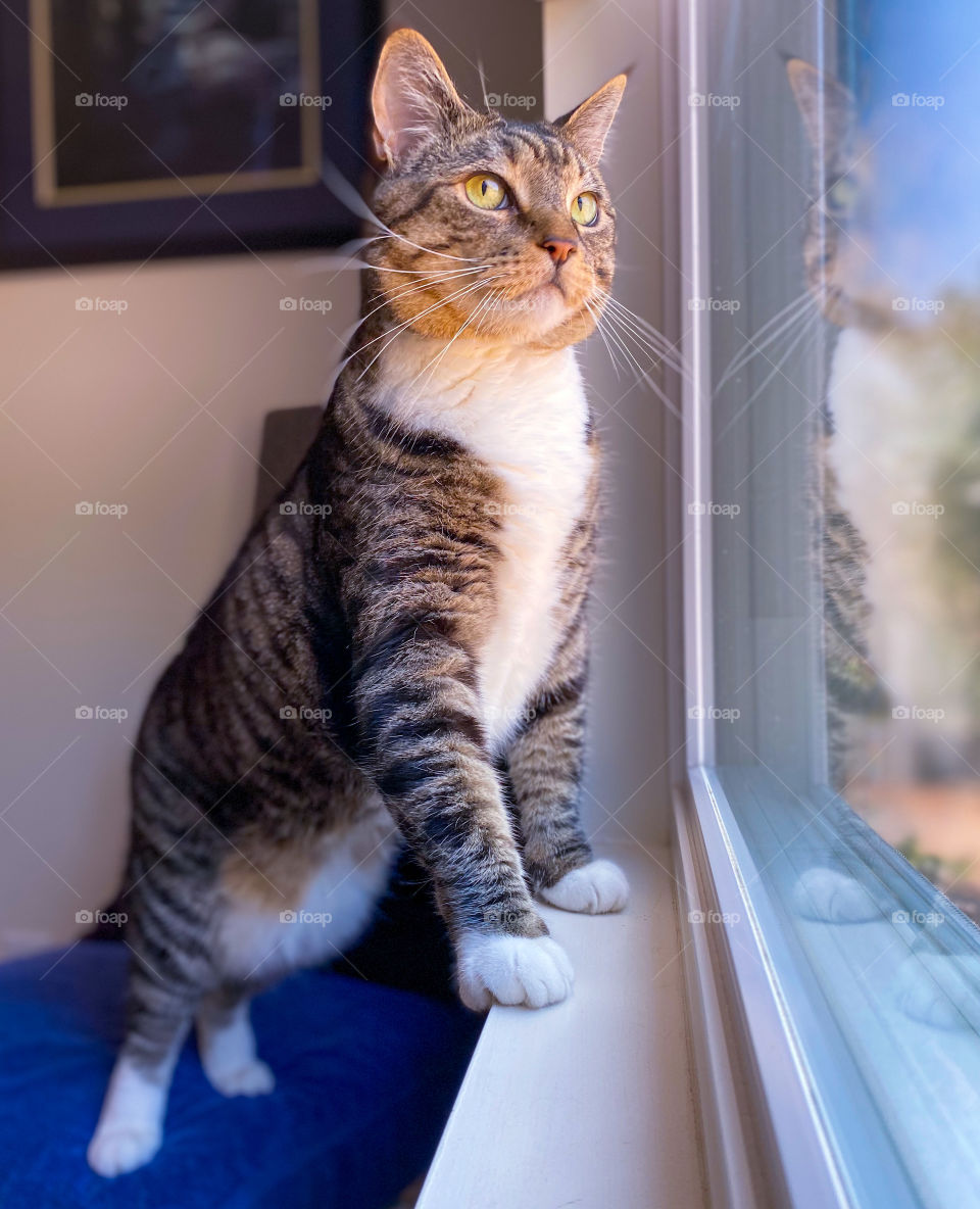Cat standing on a chair looking out the window 