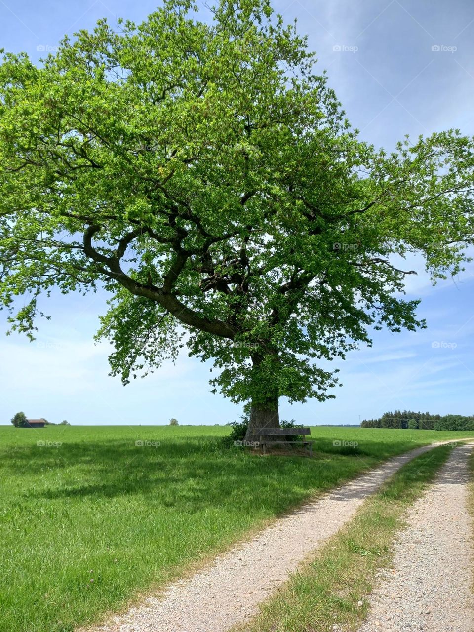 Beautiful Tree by the Road