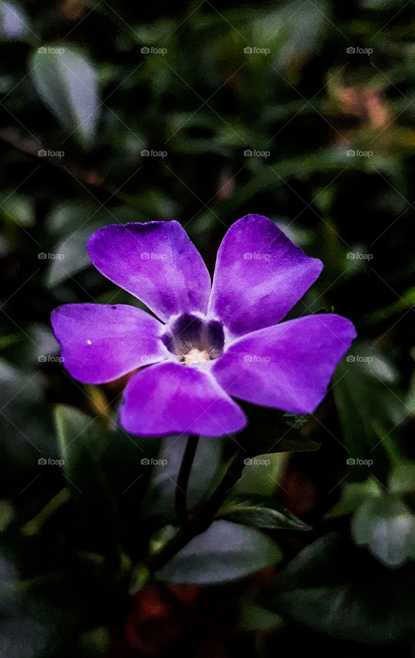 Perry winkle Flower Macro Closeup