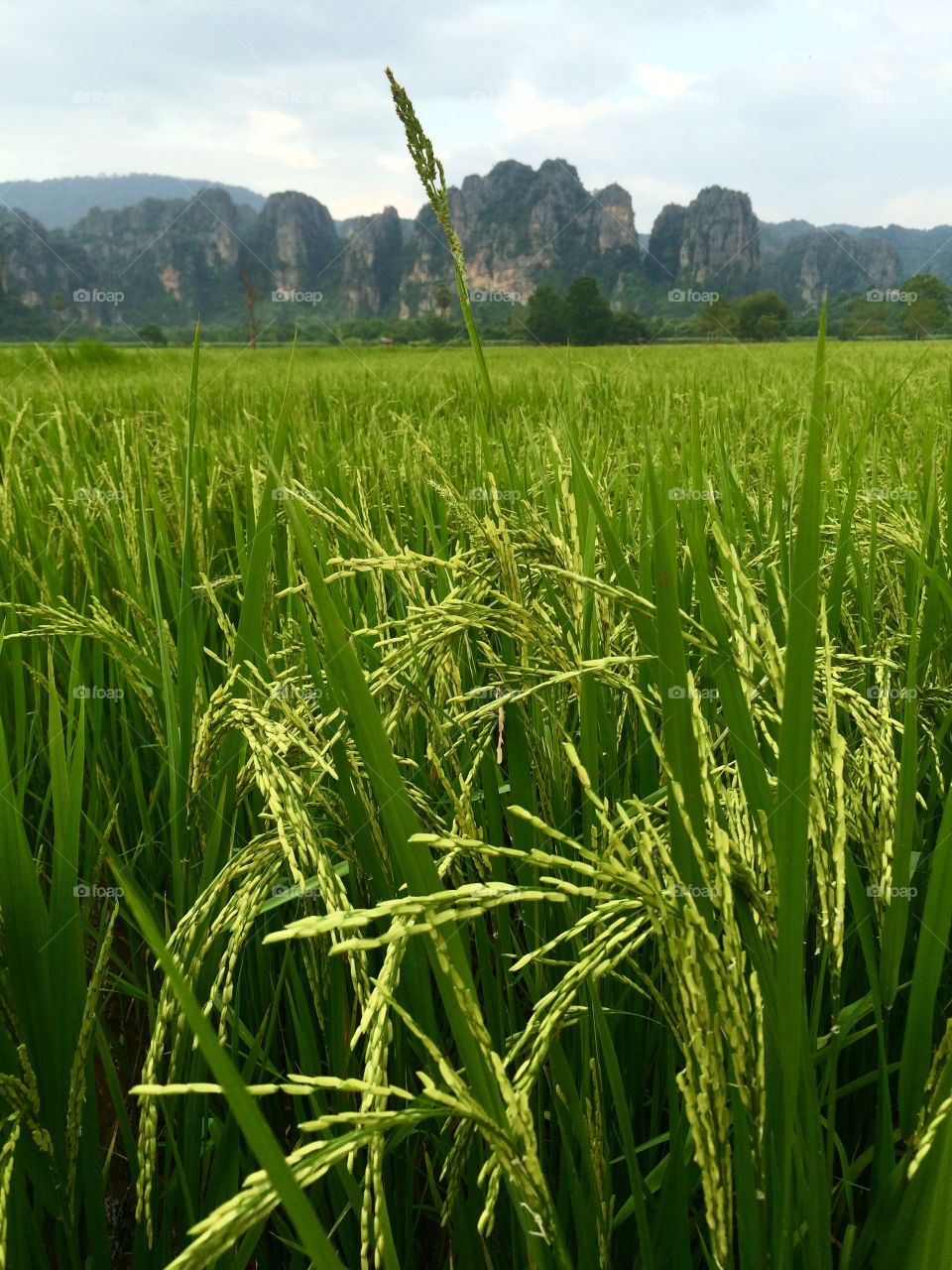 Rice Thailand