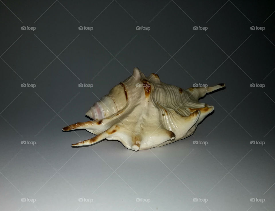 amazing shell, white background. natural details