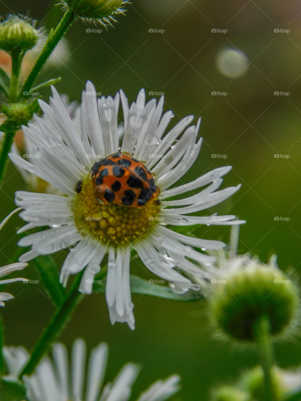 ladybug on a daisy