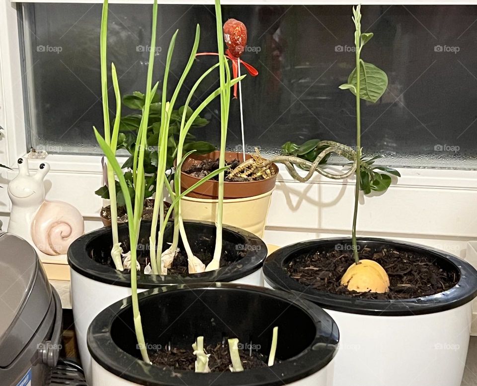 Growing garlic shoots and an avocado tree from the seed.