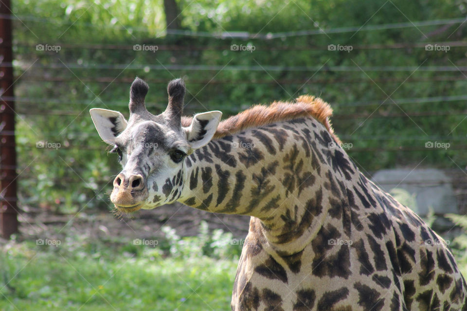 park zoo giraffe franklin by sarali11