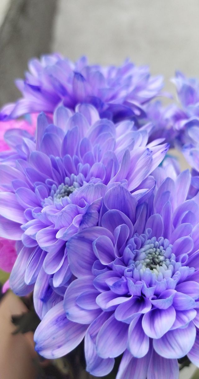 flower bouquet
