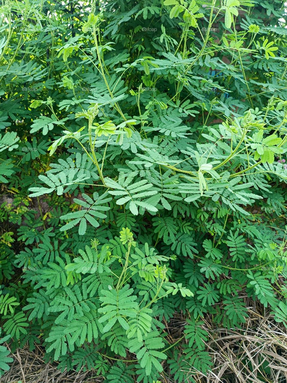 "Amid the tangle of green, tiny pink blossoms shyly peek out, reminding us that beauty often thrives in unexpected places."