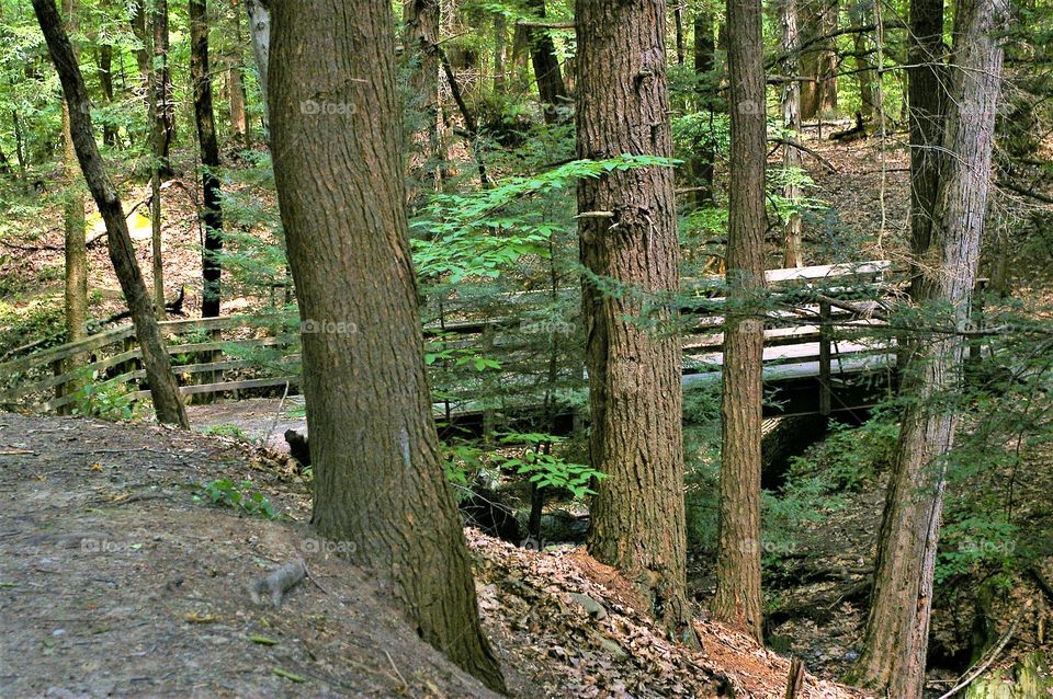 Wooded Bridge