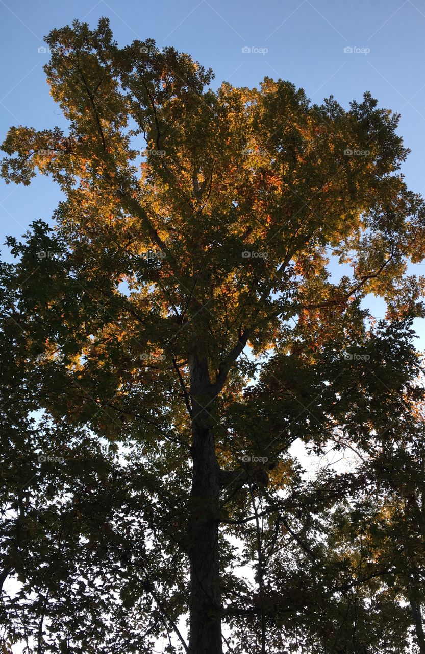 Sunrise on treetop