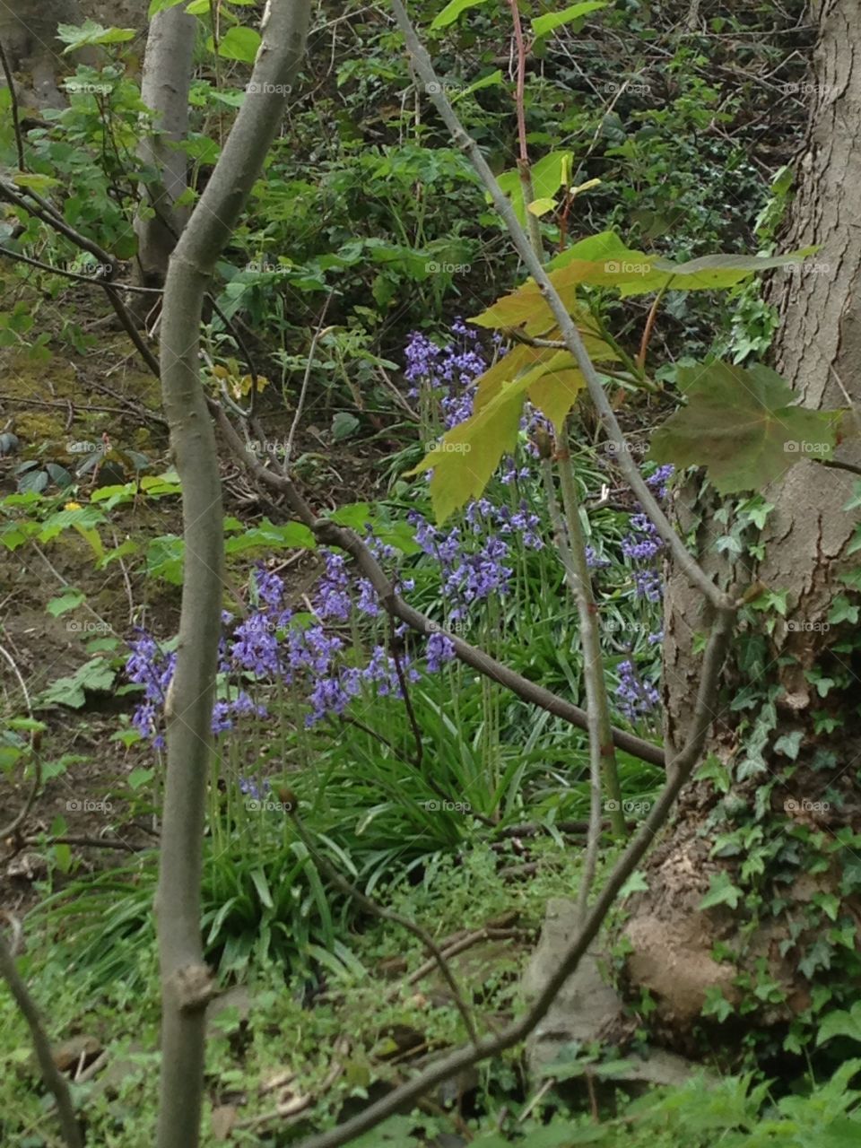 Bluebell wood