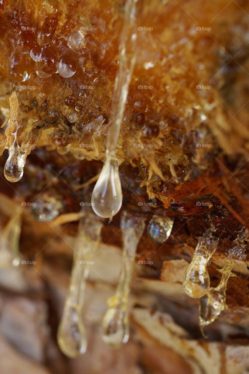 Tree sap