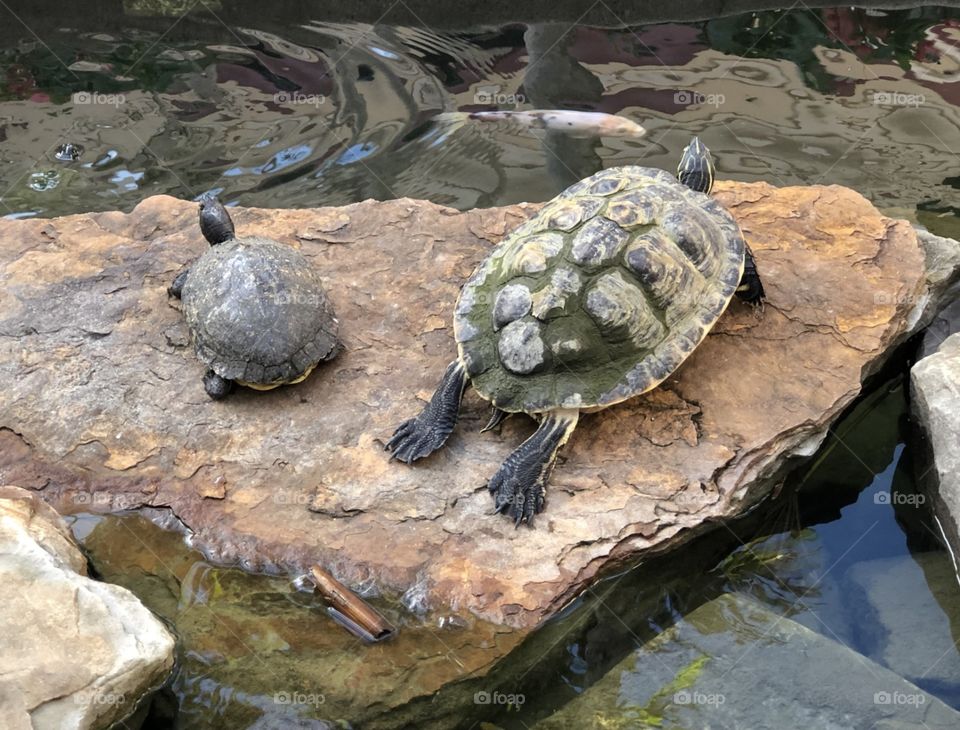 Sunbathing turtles 