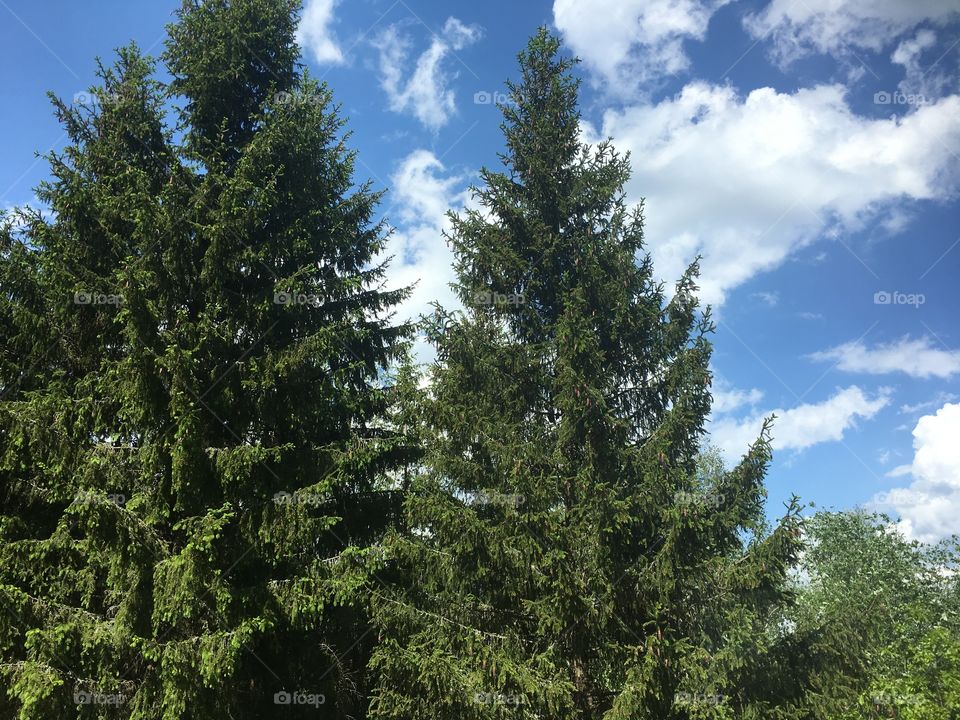 Summer fluffy clouds above pine trees