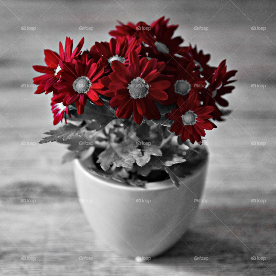 Red Flower