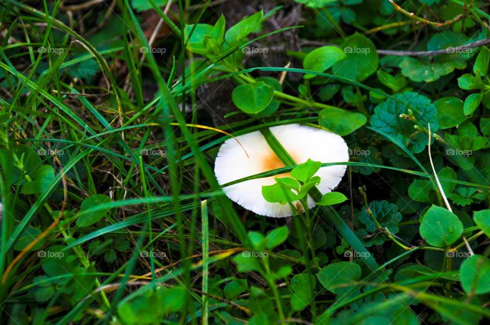 One small mushroom