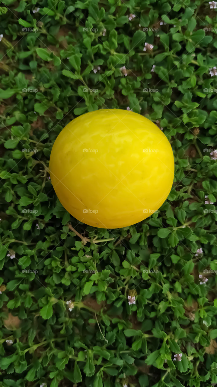 Beautiful Bitter melon on the green grass