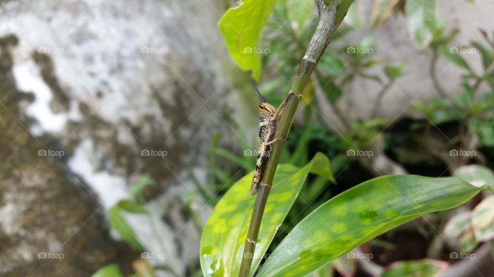 grasshopper on a leaf