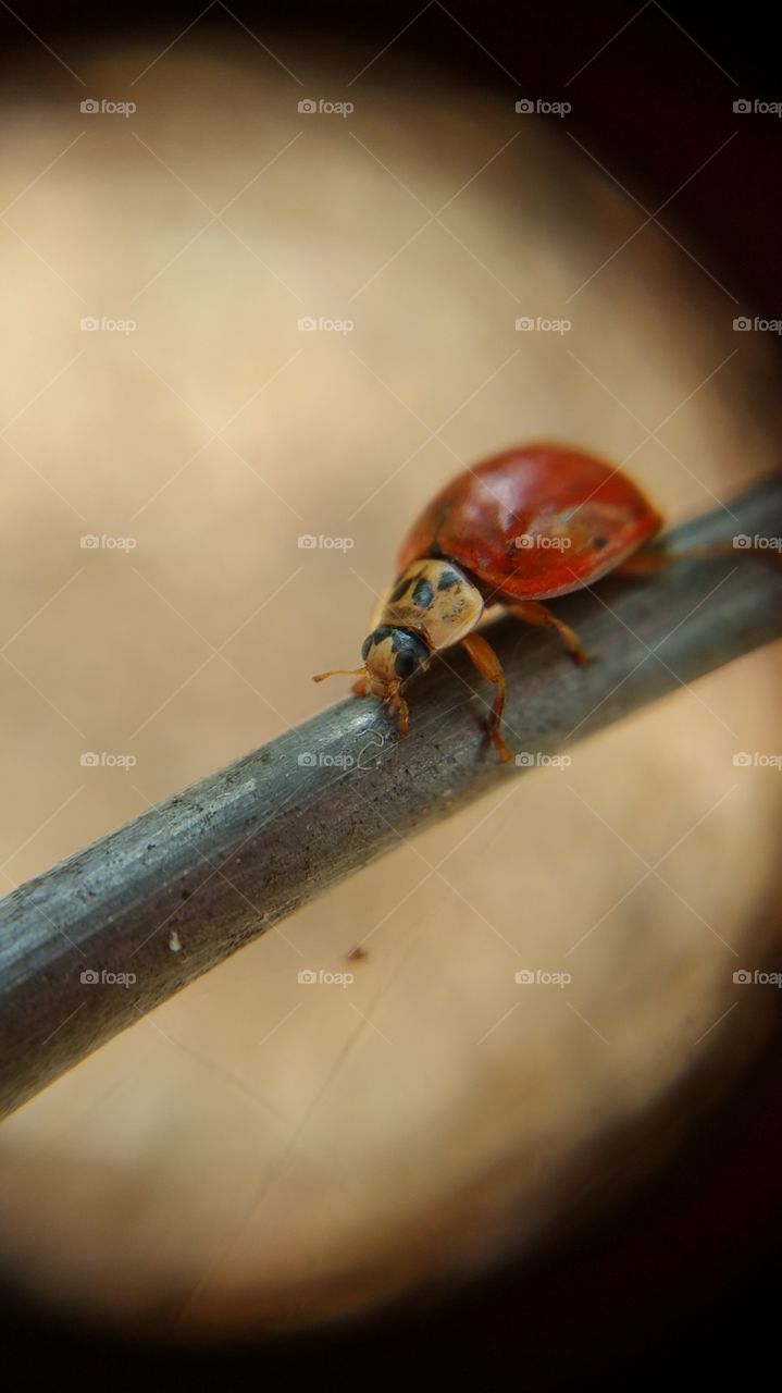 ladybug. one ladybug