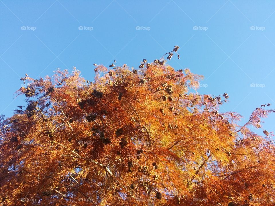 Cypress Tree Top