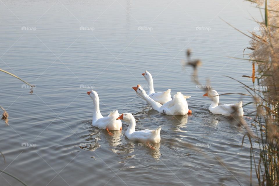 In early winter, several white geese can be seen singing and joyfully chasing each other with their necks extended while swimming freely in the water. It was taken in Hebei Province, China and will be used for commercial purposes.