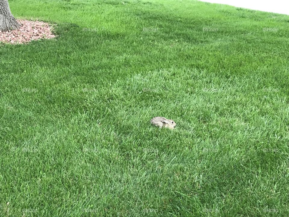 Rabbit in grass