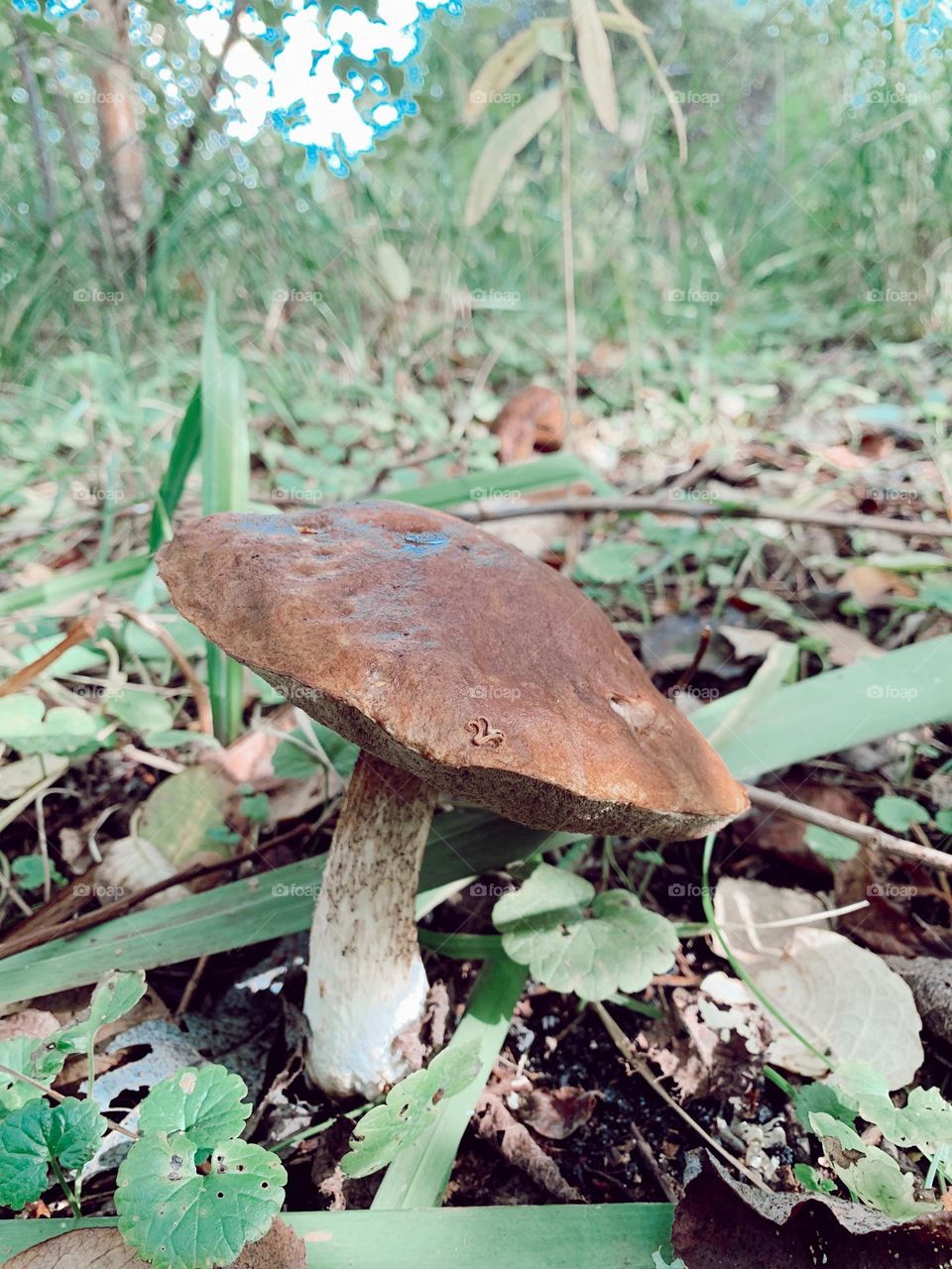 Mushroom in autumn grass 