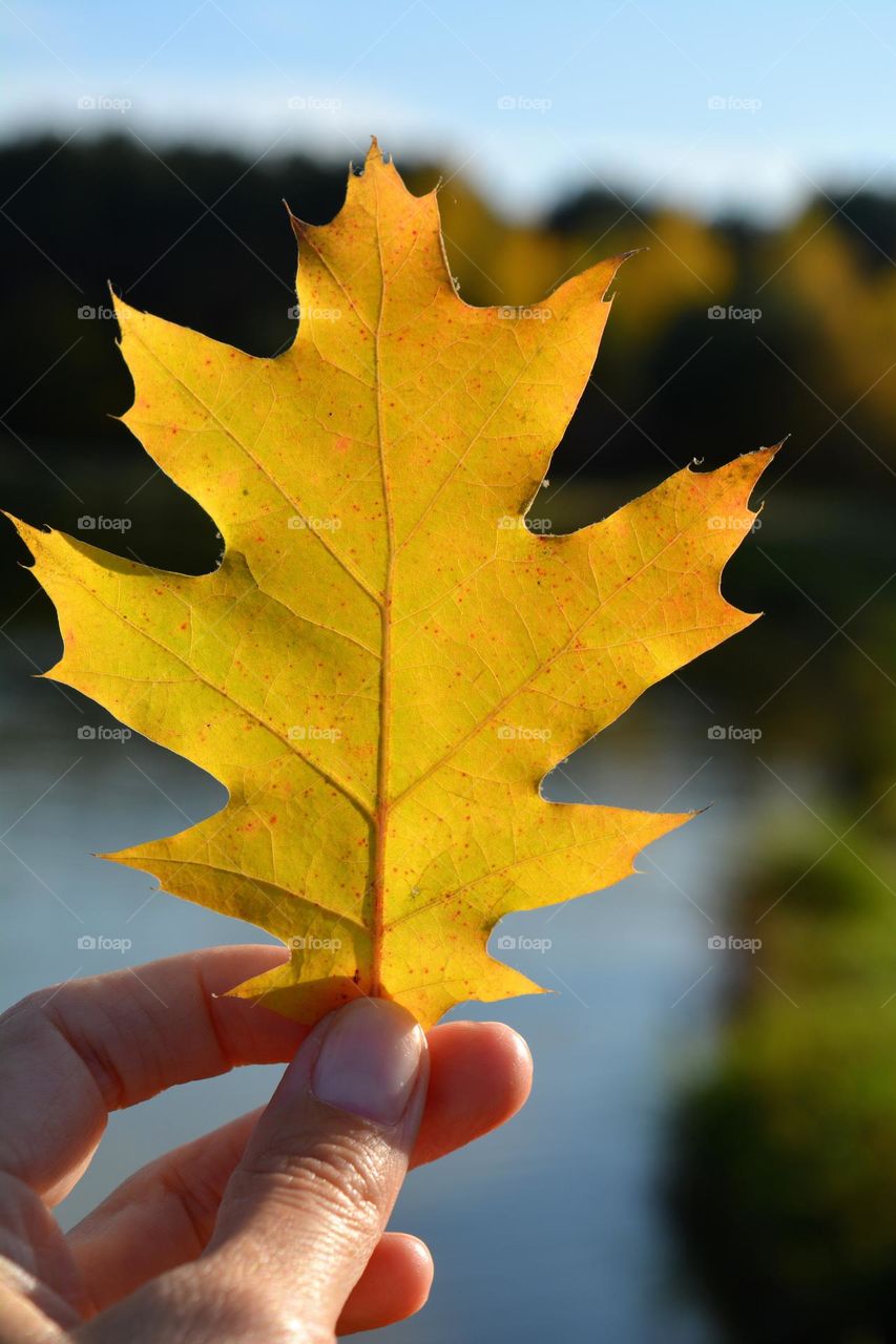 yellow leaf in the hand