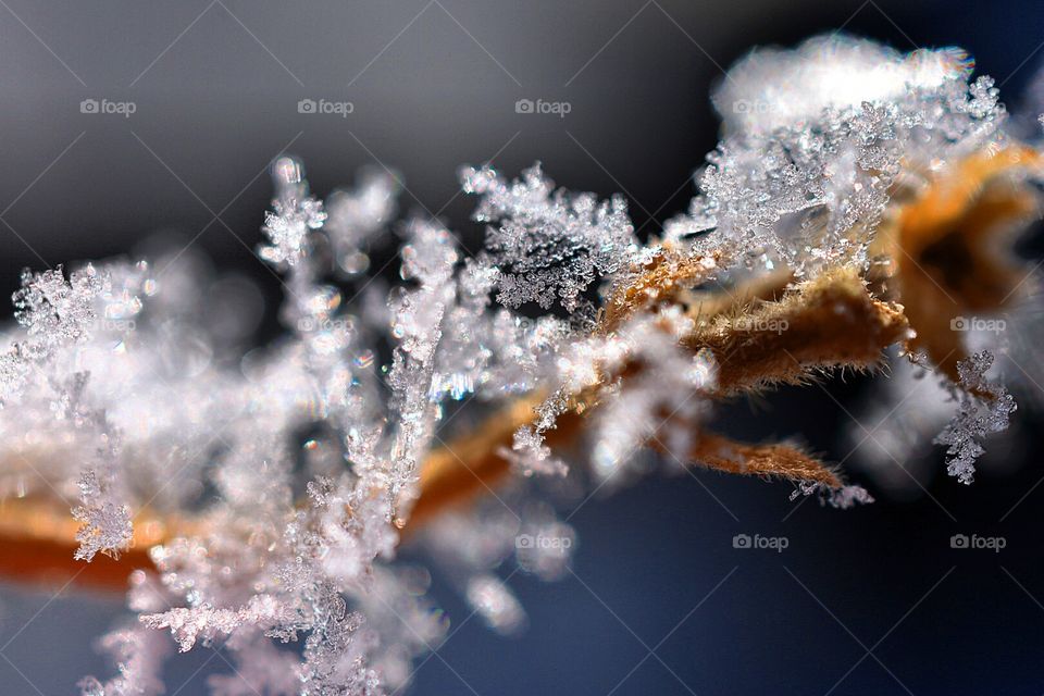 Frozen twig