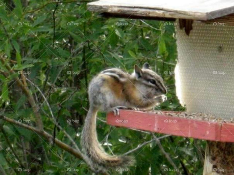 Chipmunk raiding sunflower seeds from the birdfeeder.