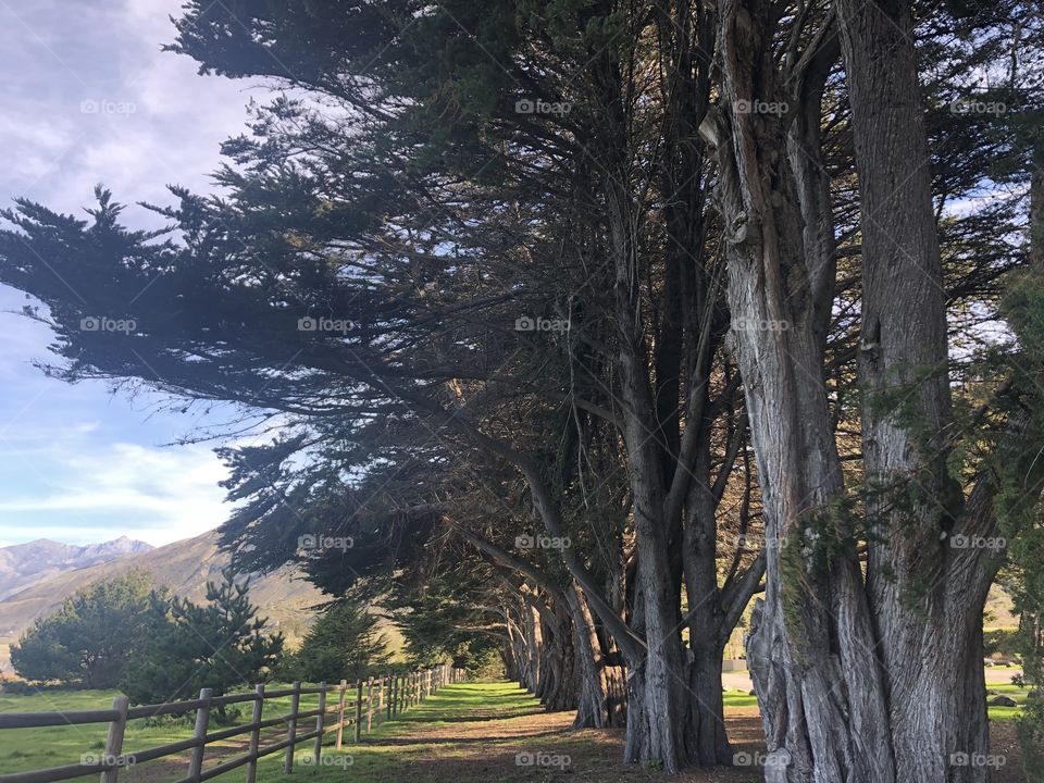 Path amongst the trees - Big Sur CA