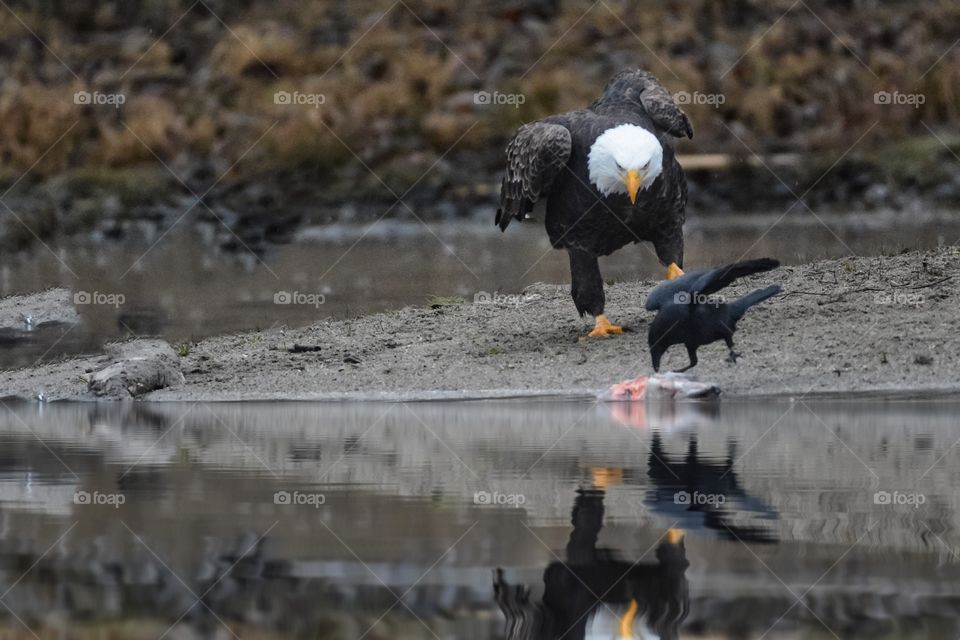 Crow is about to lose its dinner to an eagle