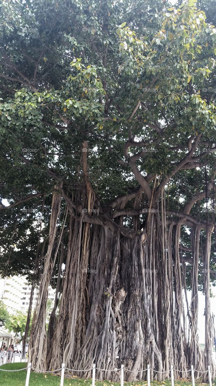 Banyan Tree Kuhio Mound