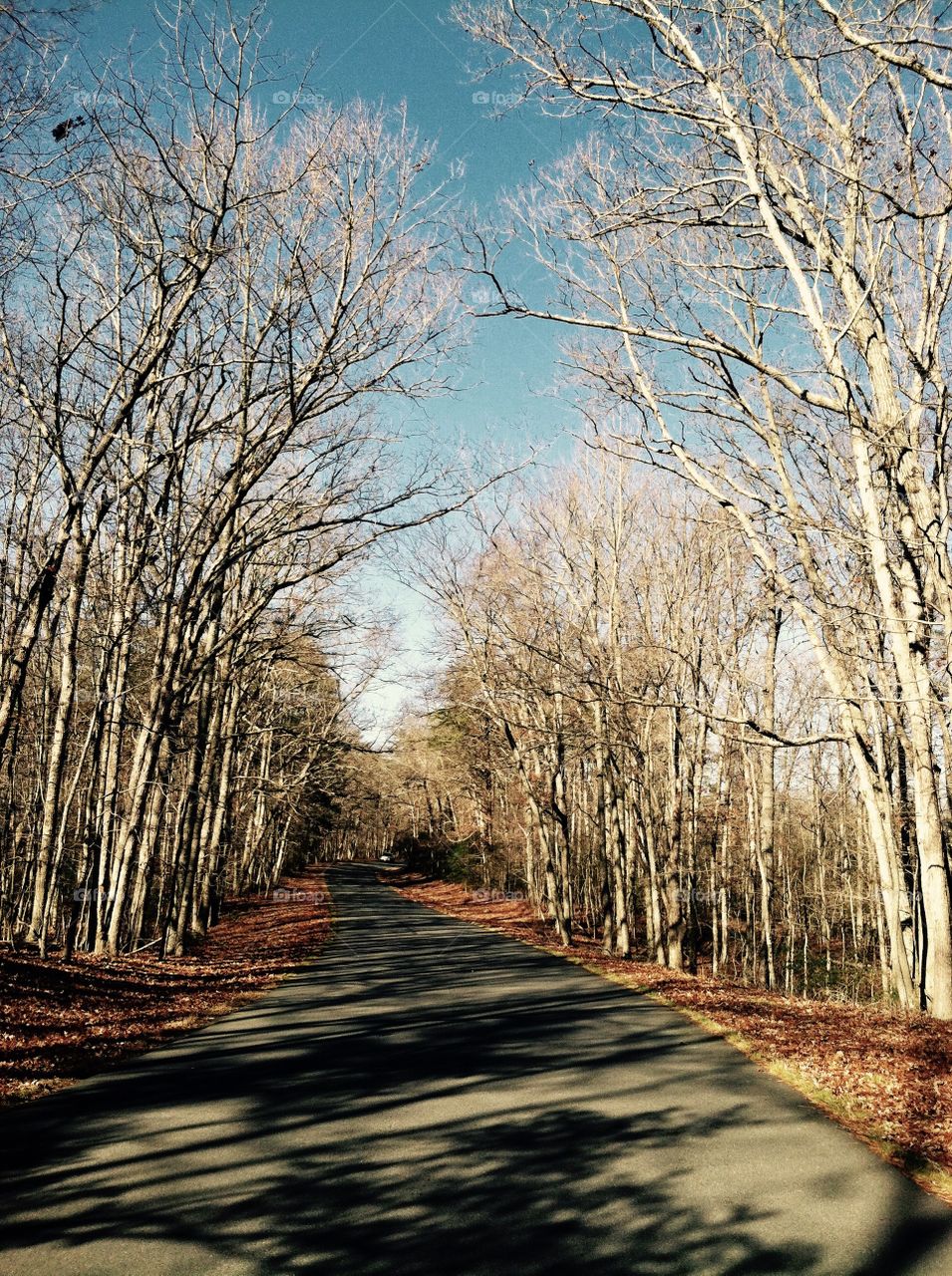 Bare Winter Road