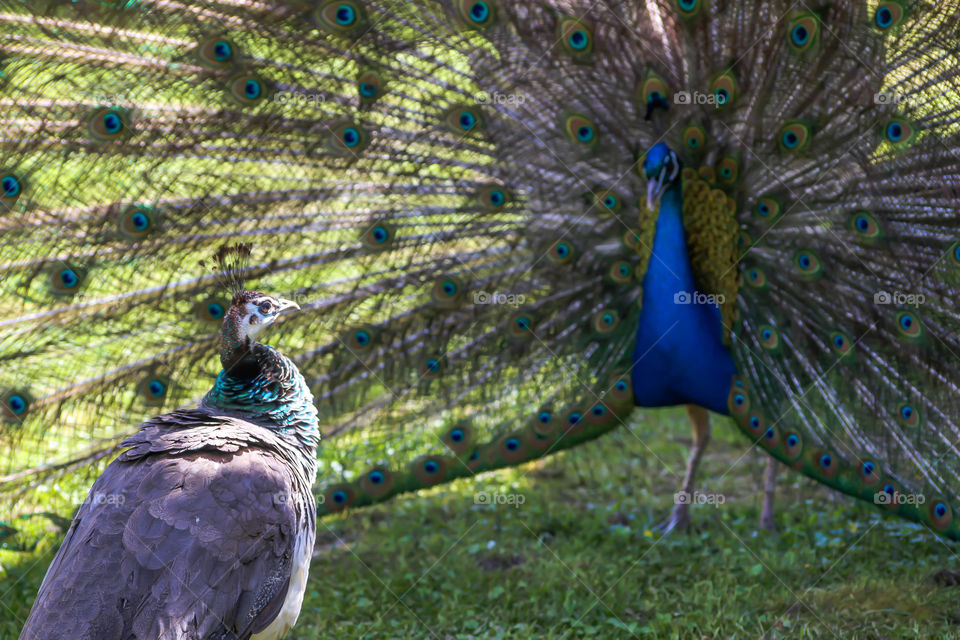 There are two species of peafowl: the Asiatic peafowl (Pavo) or the Congo peafowl (Afropavo congensis). The Congo peafowl is the only member of the pheasant family that originated outside Asia.

The male peafowl can have up to 150 brightly colored feathers on its tail coverts.

For centuries peafowl have been admired for their beauty and hunted for their meat. Recently peacocks have become more popular in parks and gardens.
