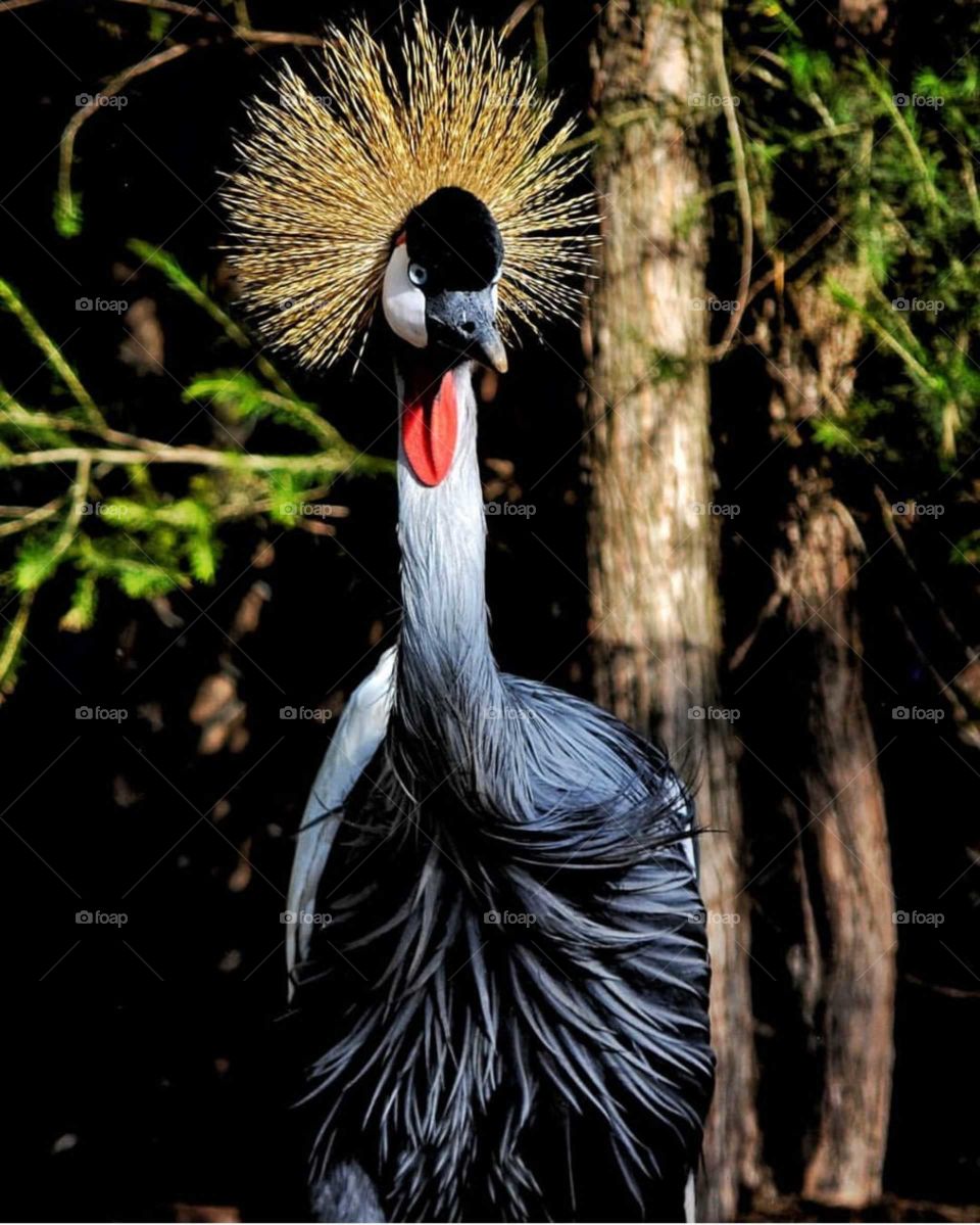 Crane bird