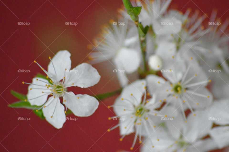 Close-up of cherry flowers