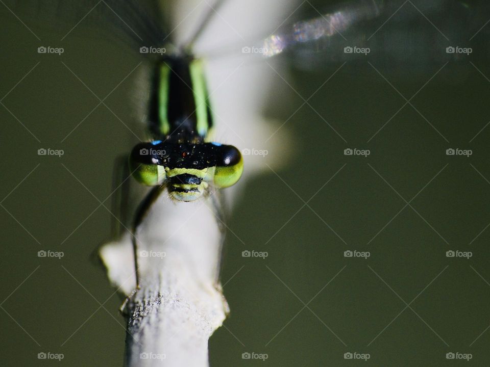 Closeup of dragonfly 