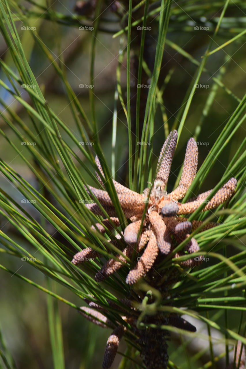 Close-up of small pine cone