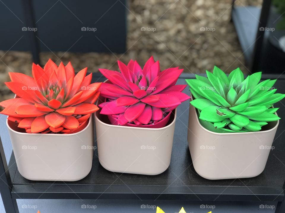 Color plants