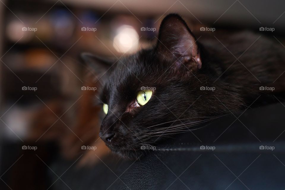 My cat laying on the couch arm.