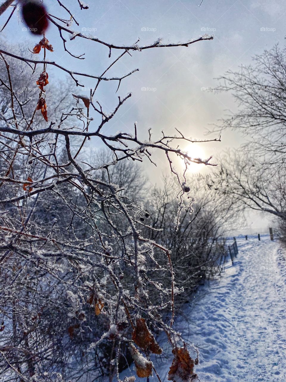 Frost covered branches 