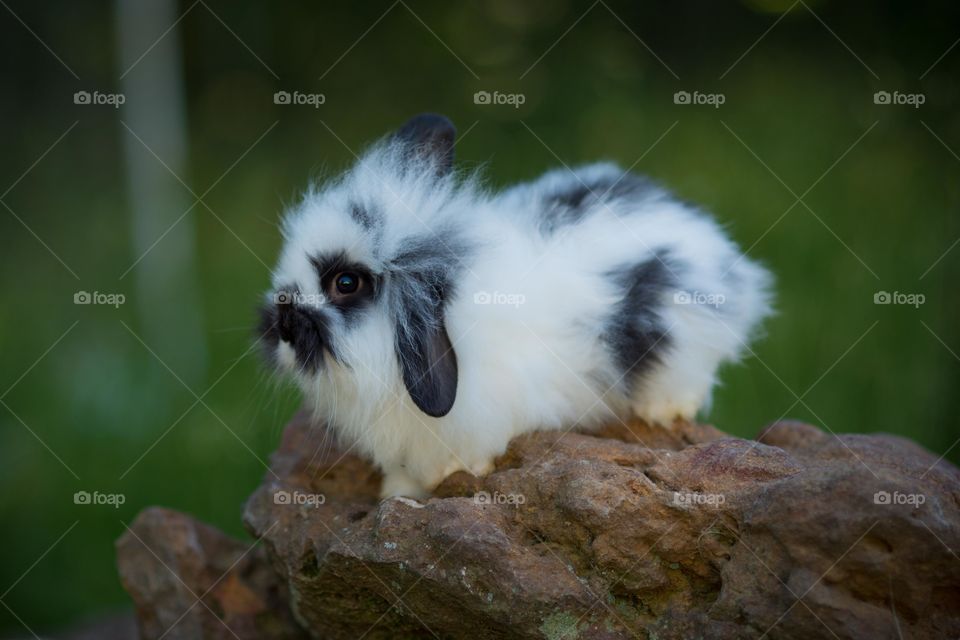 Rabbit on rock