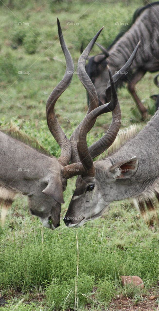 two kudu's locking horns.