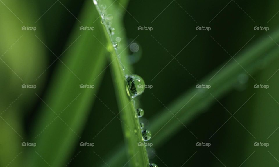 Raindrops on green grass  close up