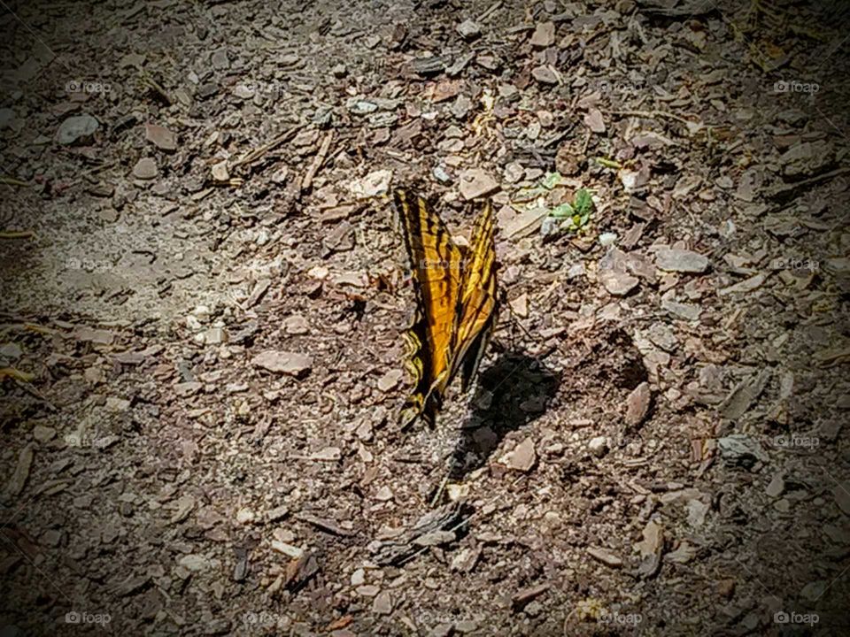 monarch butterfly. a monarch butterfly