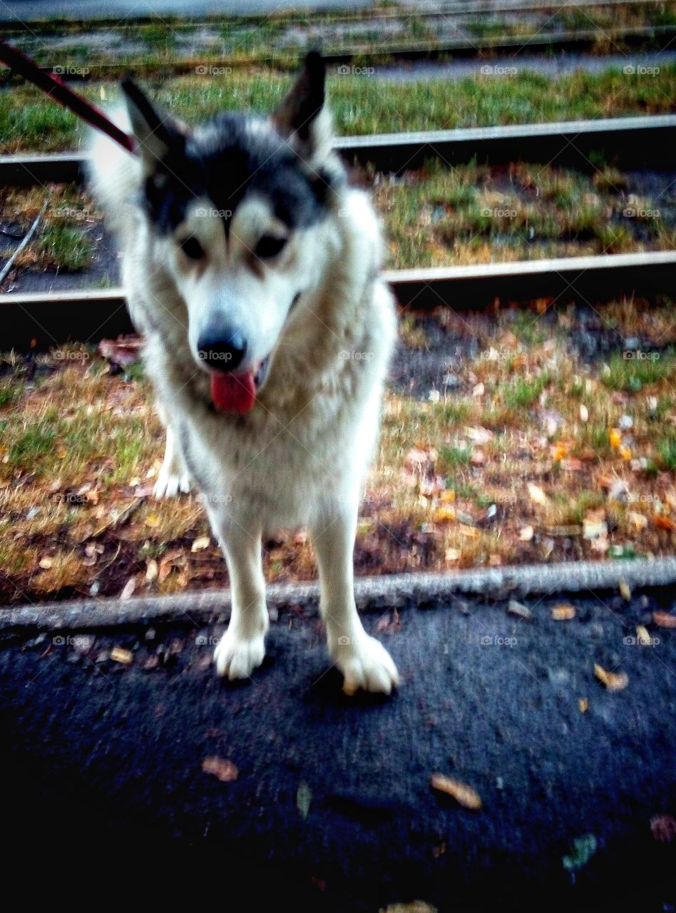 Dog, Canine, Animal, Pet, Portrait