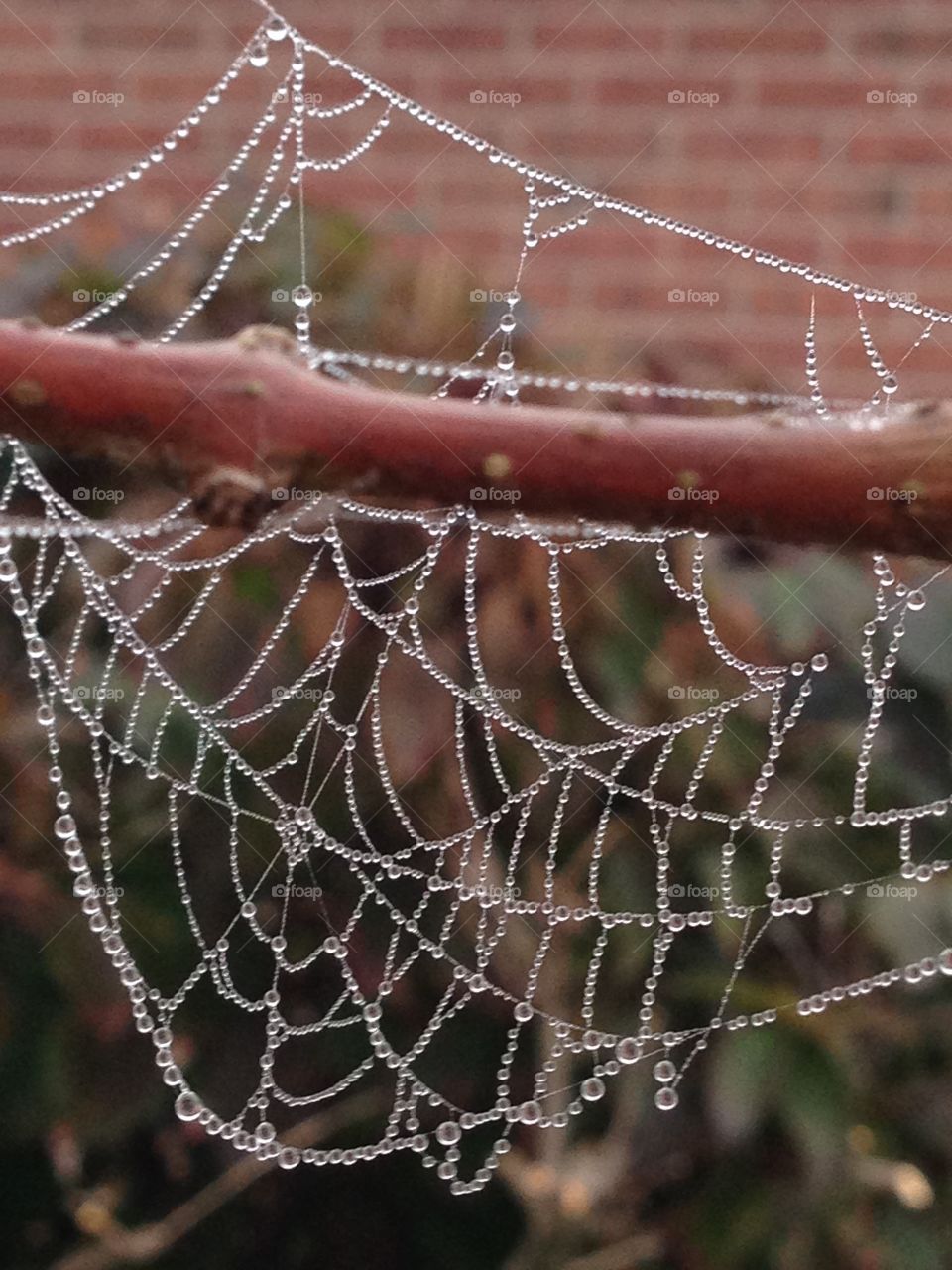 Spider web and dew