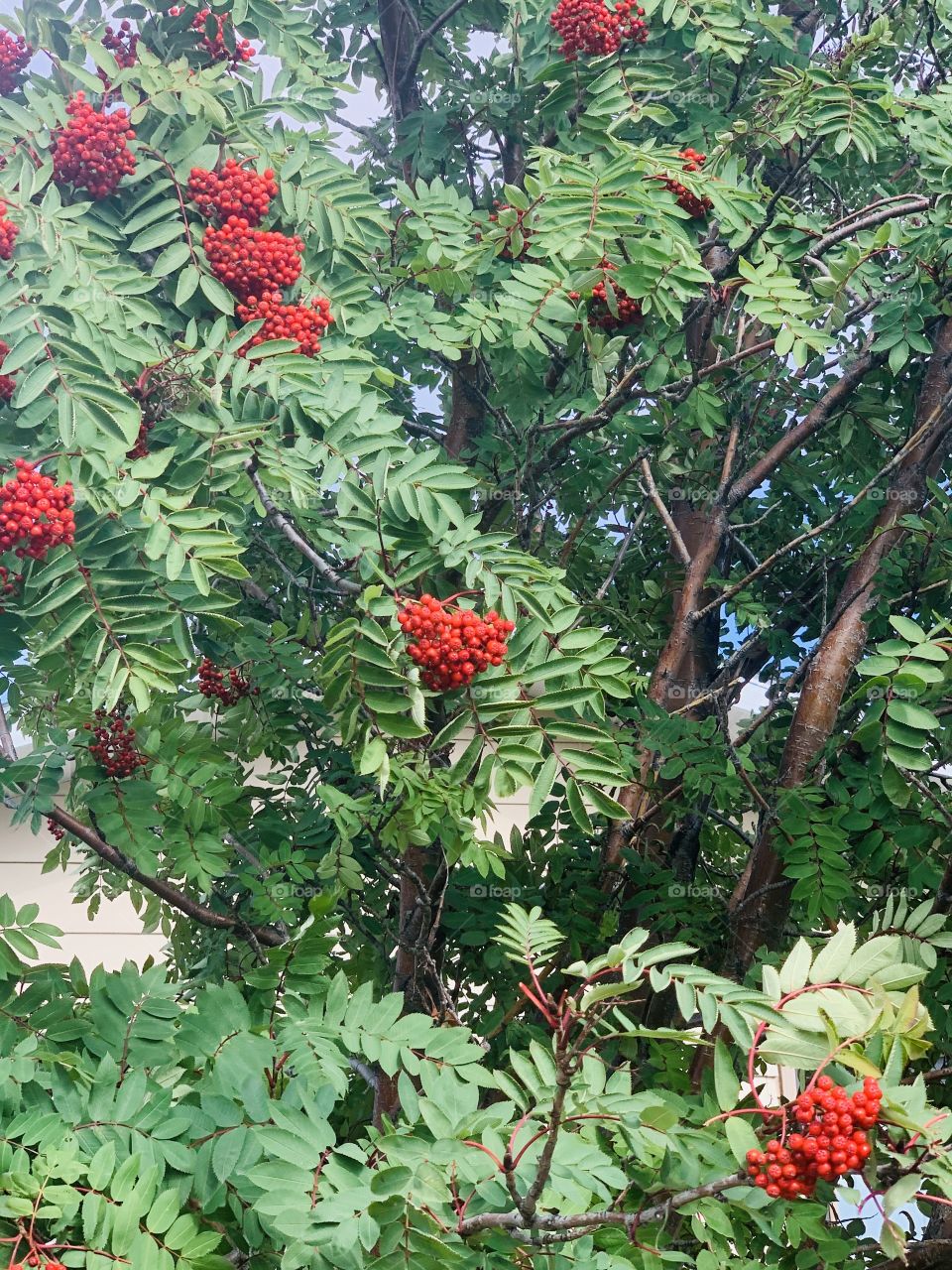 Tree with berries 